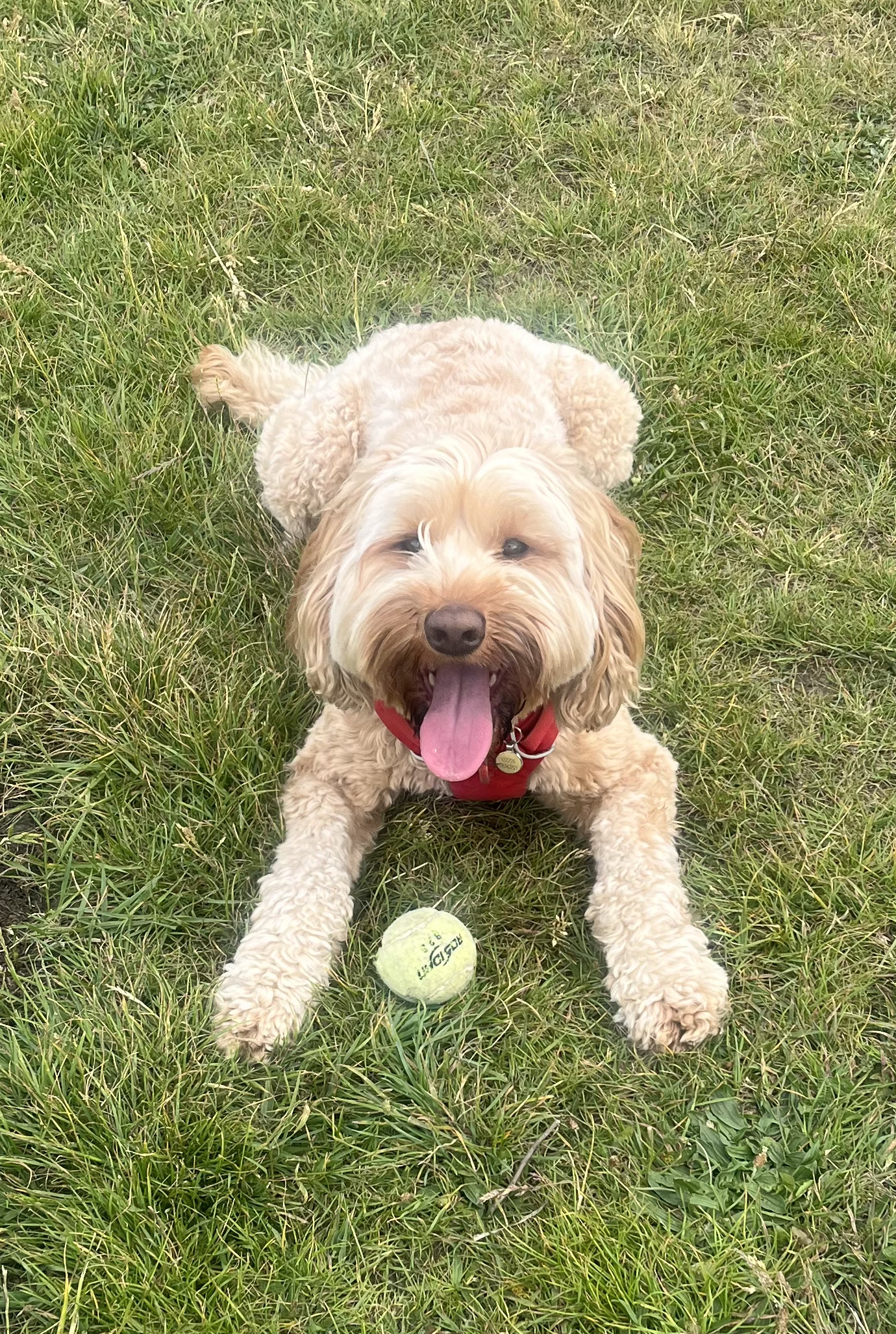 happydog